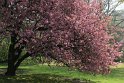 Sammeln von Fotomaterial für die Kapitelbilder der Elfen-Trilogie: Baum im Bochumer Stadtpark<br>(© Foto: Oliver Jungjohann)